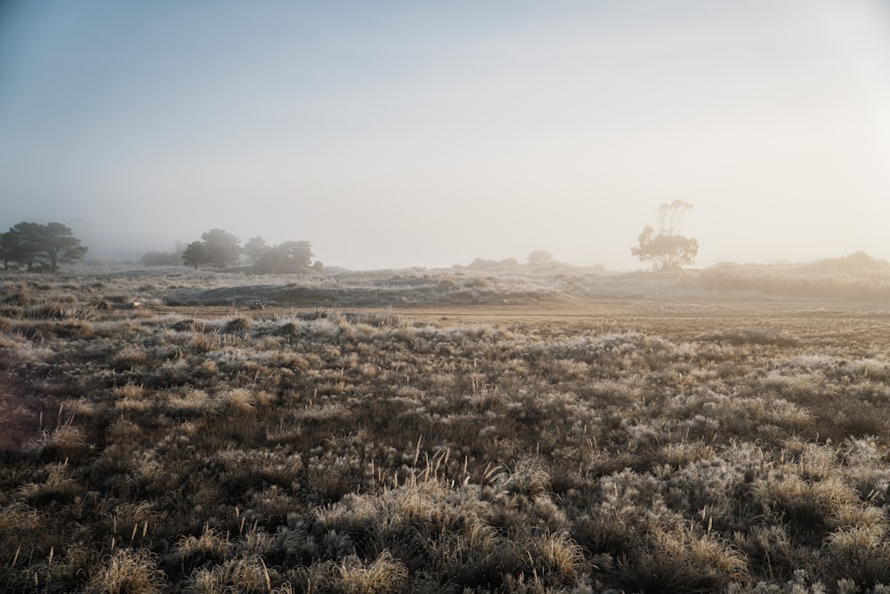 a foggy field with trees in the distance