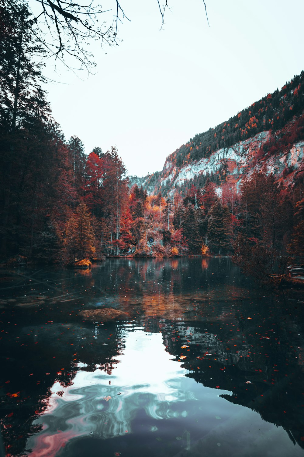 a body of water surrounded by a forest