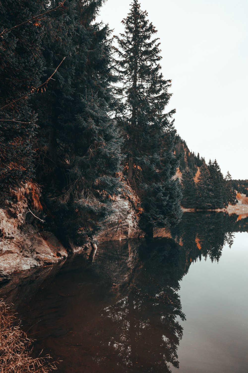 a body of water surrounded by trees