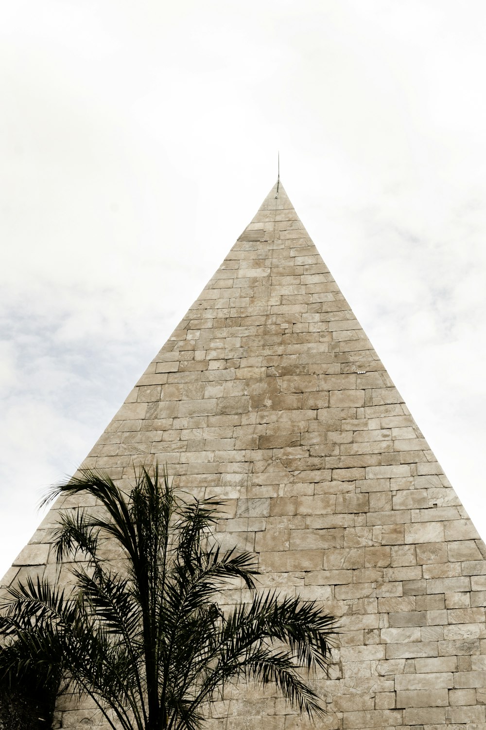 a palm tree in front of a pyramid