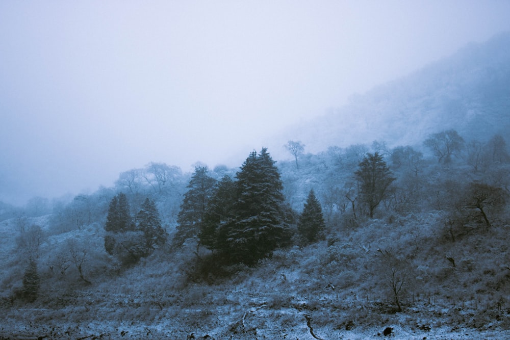 a mountain covered in snow with trees on the side