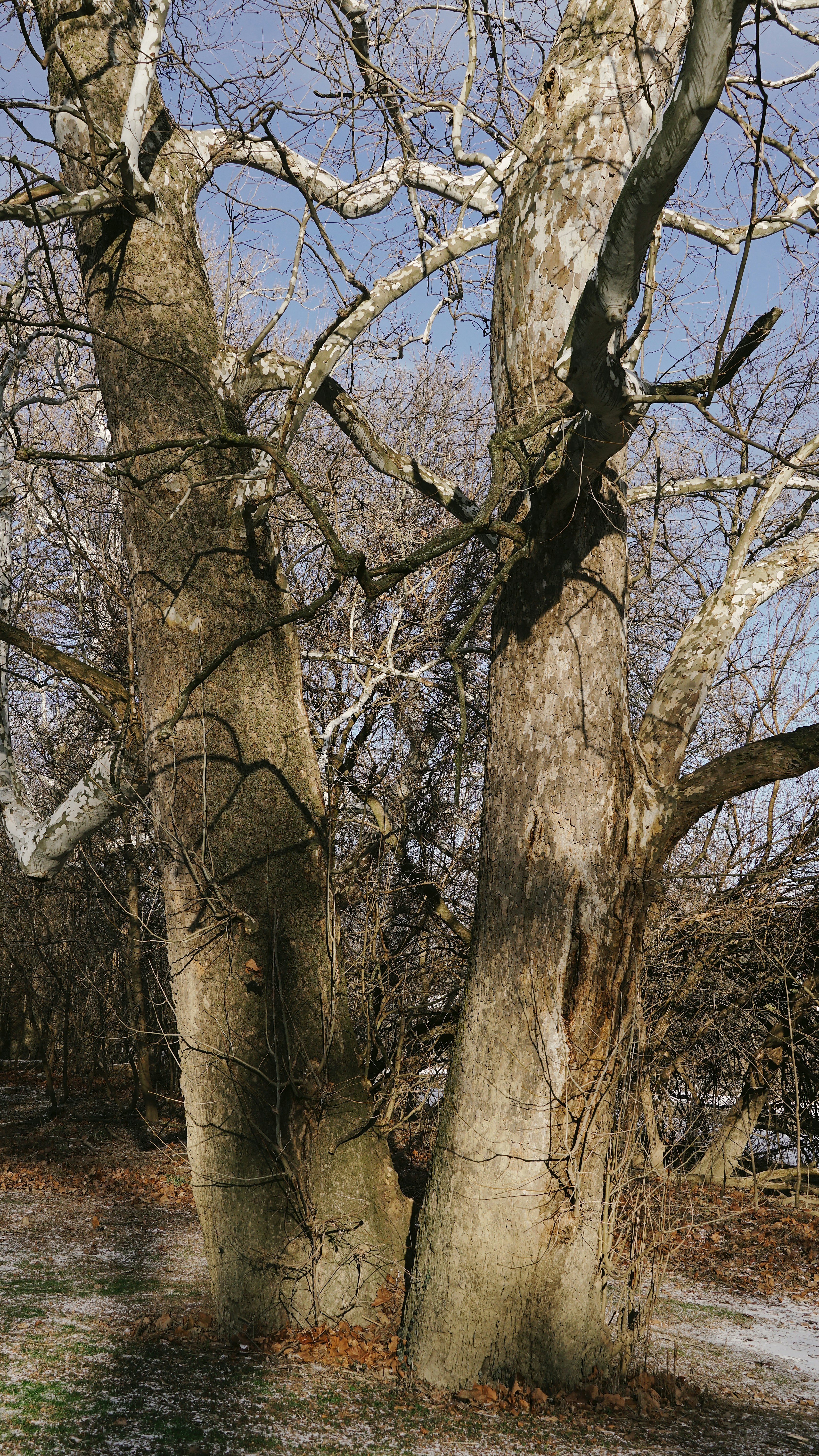 Photo by mrgreatheart