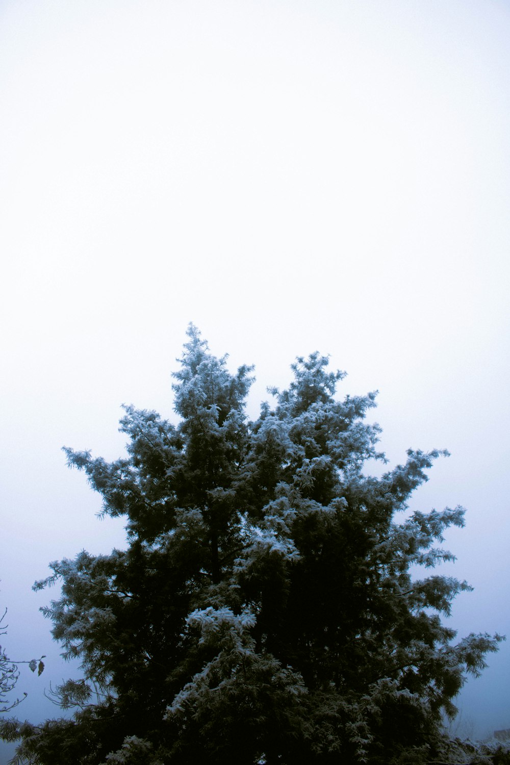 a lone tree in the middle of a foggy day