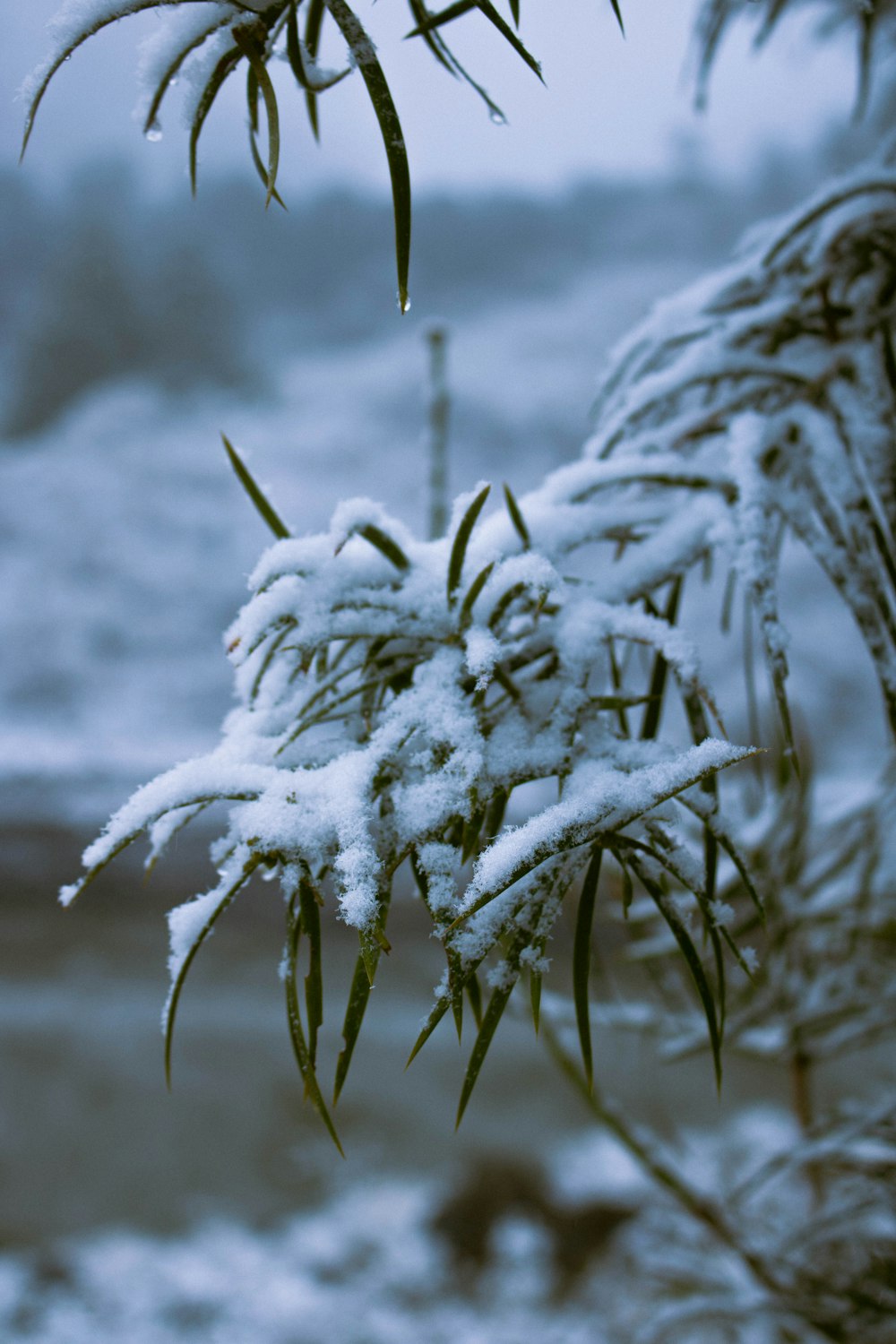 a close up of a snow covered tree branch