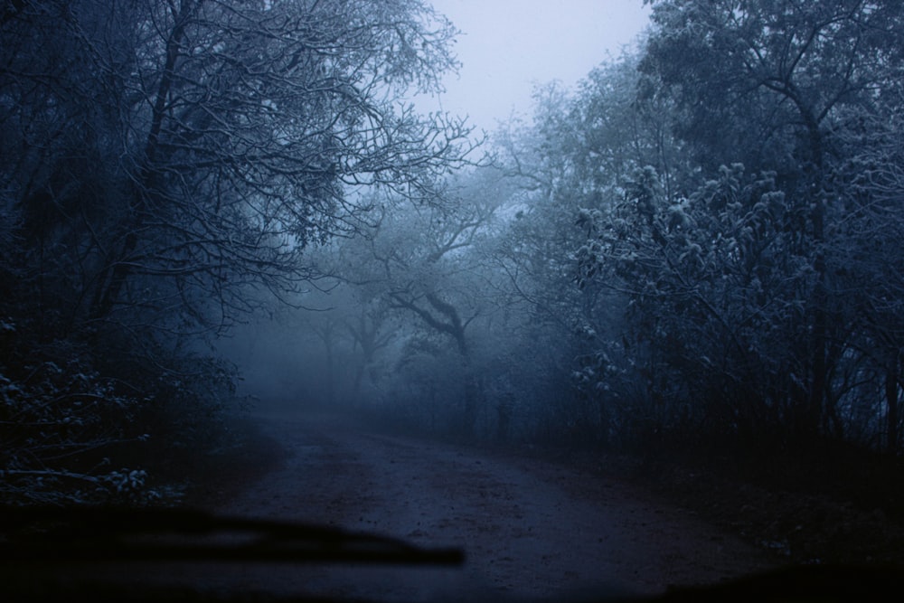 a dirt road in the middle of a forest