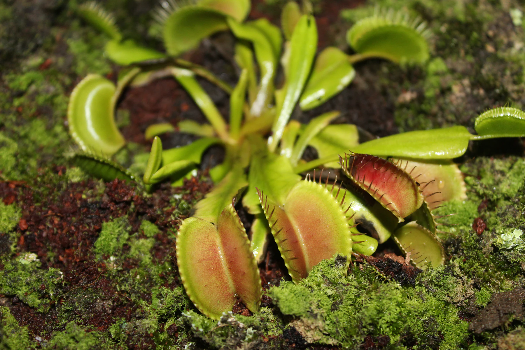 A Venus flytrap rosette growing in moss, with three open traps showing red insides in the foreground