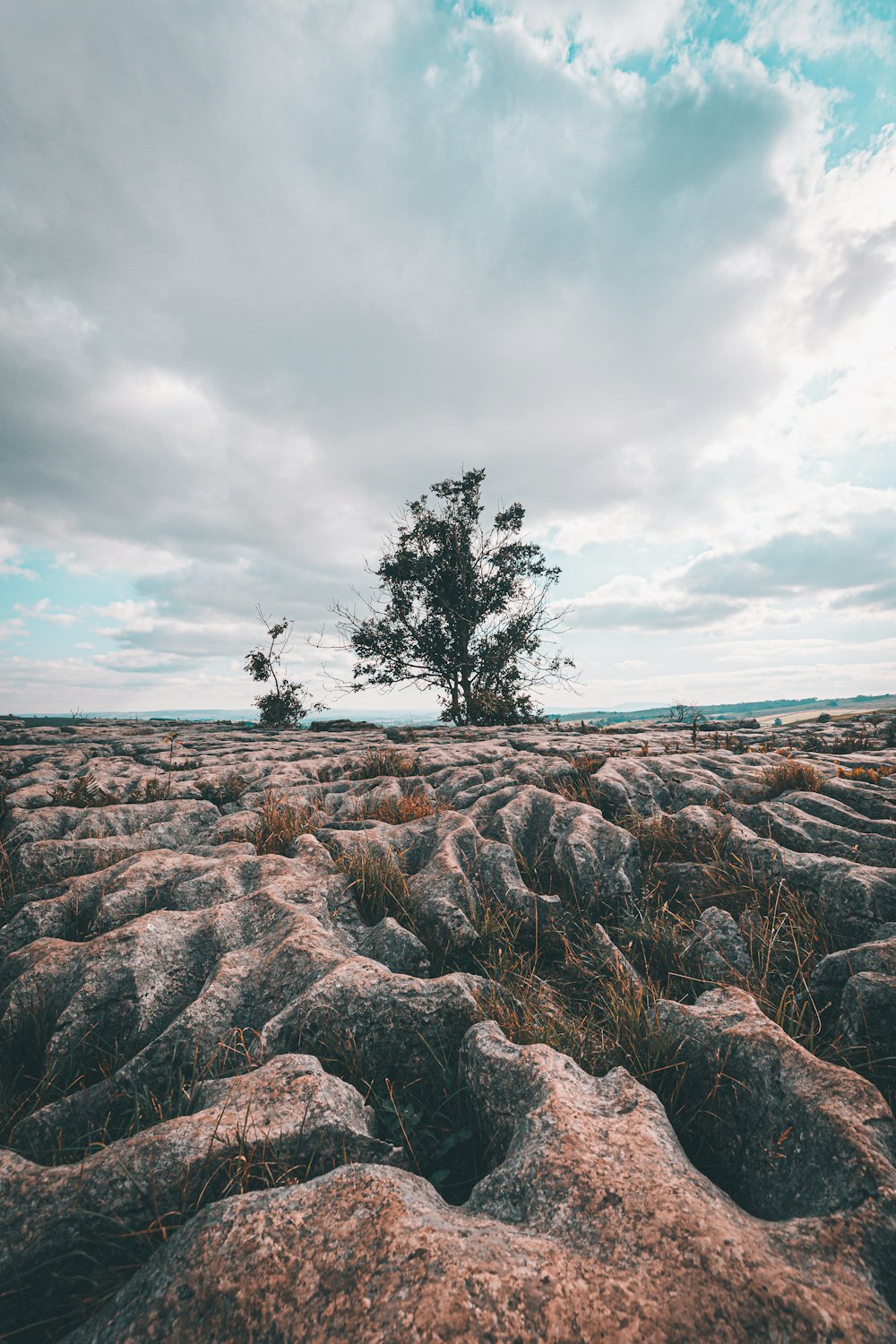 a lone tree in the middle of a barren landscape