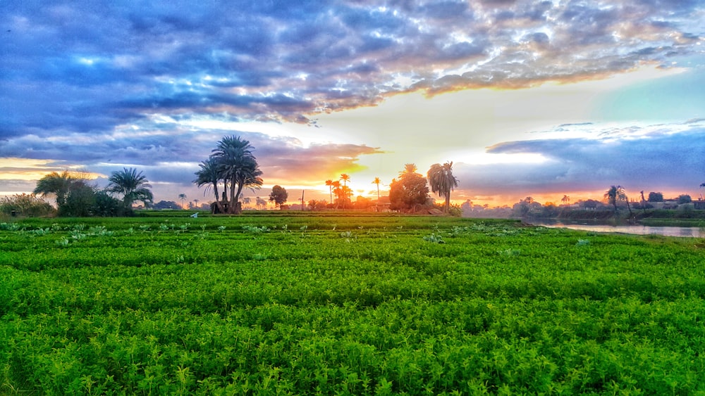 the sun is setting over a lush green field