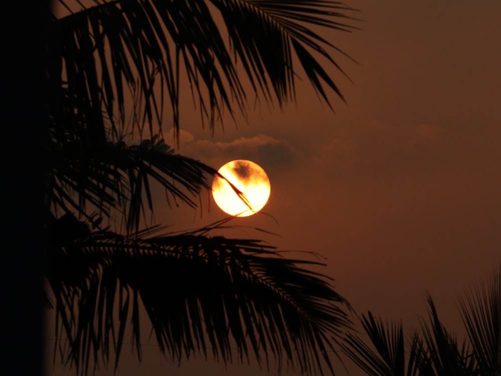 the sun is setting behind a palm tree