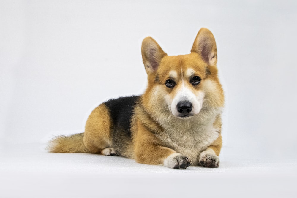 a brown and black dog laying on top of a white floor