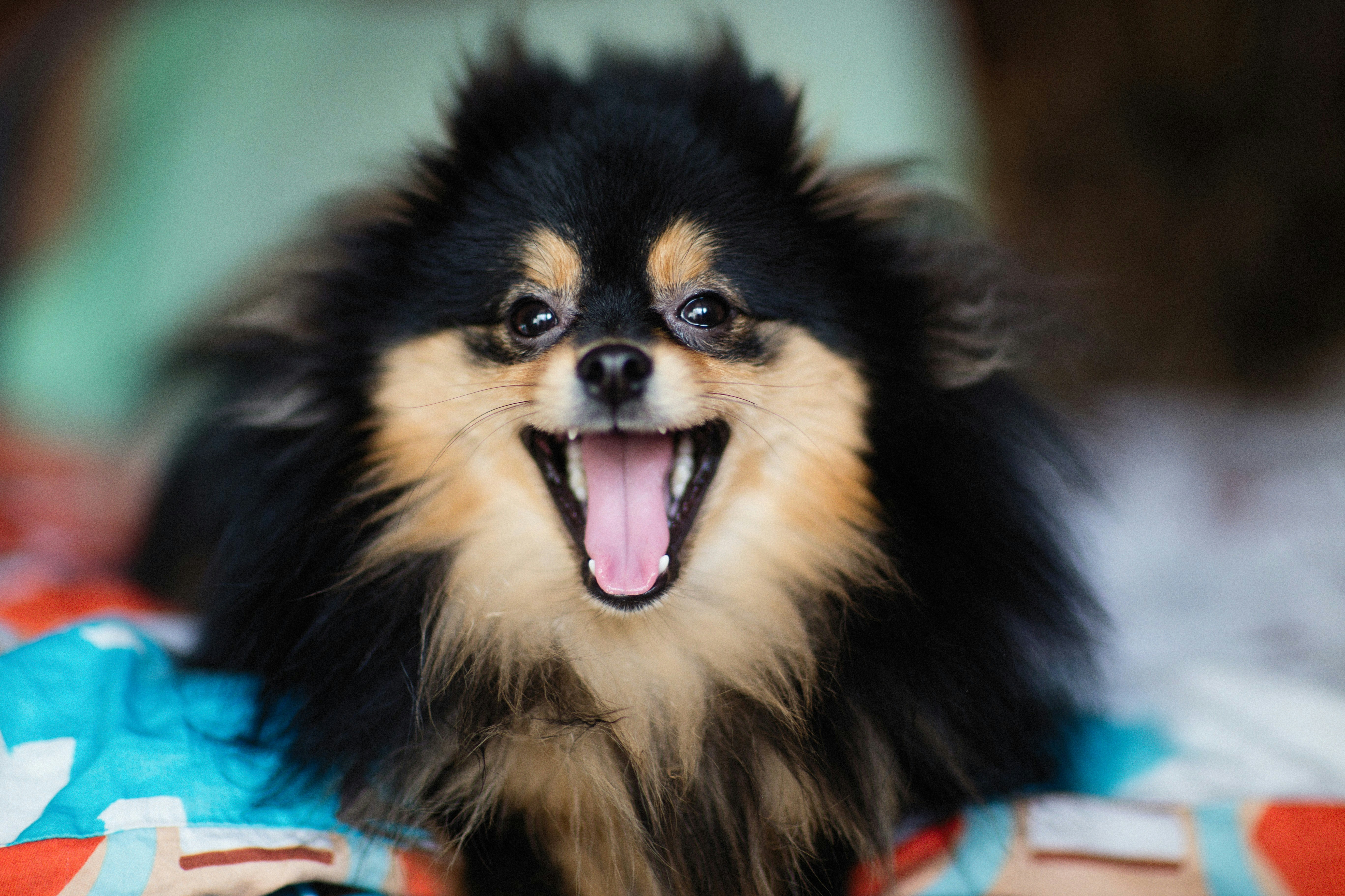 A fluffy black and tan Pomeranian with its mouth open, looking happy and excited.