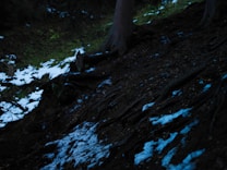 The image features a forest floor with patches of snow and visible tree roots. The scene is dimly lit, conveying a sense of depth and natural ruggedness.