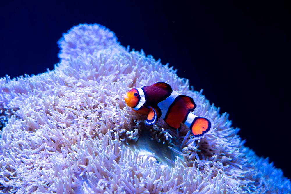 two clown fish swimming in an aquarium