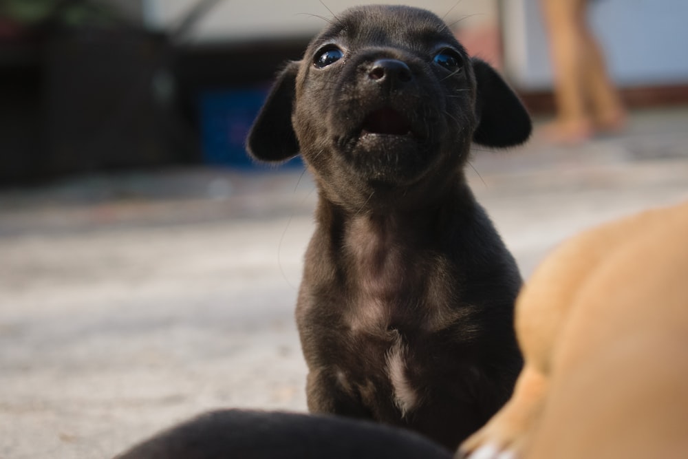 a small black dog sitting next to a brown dog