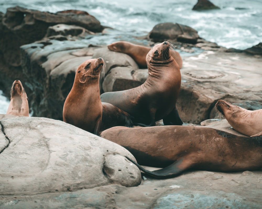 a group of sea lions sitting on top of rocks