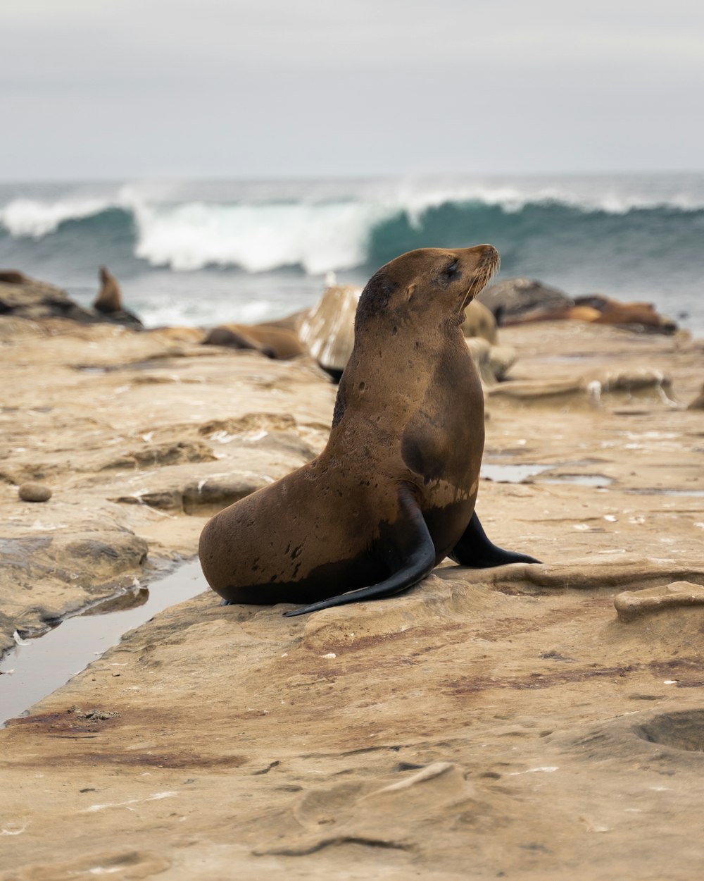 a sea lion sitting on a rock near the ocean