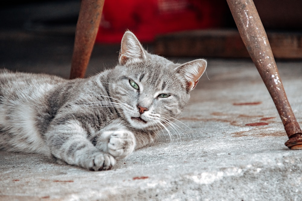 a cat laying on the ground next to a chair