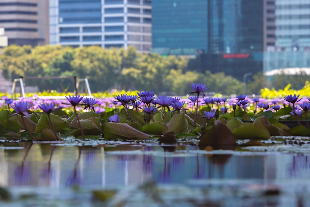 purple water lilies in a pond in front of a city skyline