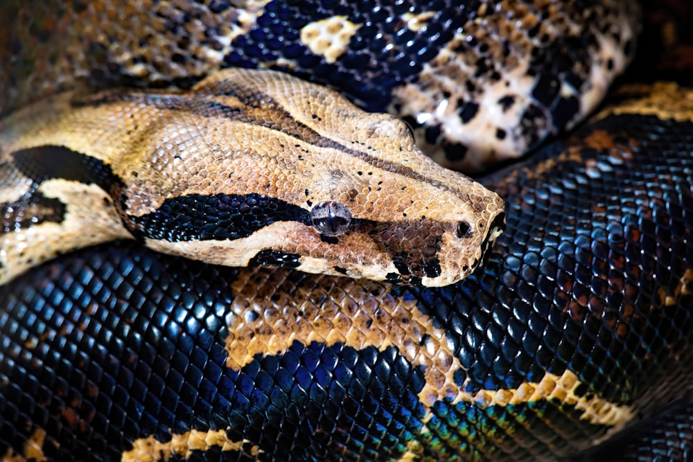 a close up of a snake on a pillow