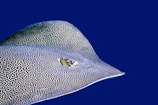 a close up of a fish on a blue background