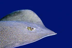 a close up of a fish on a blue background