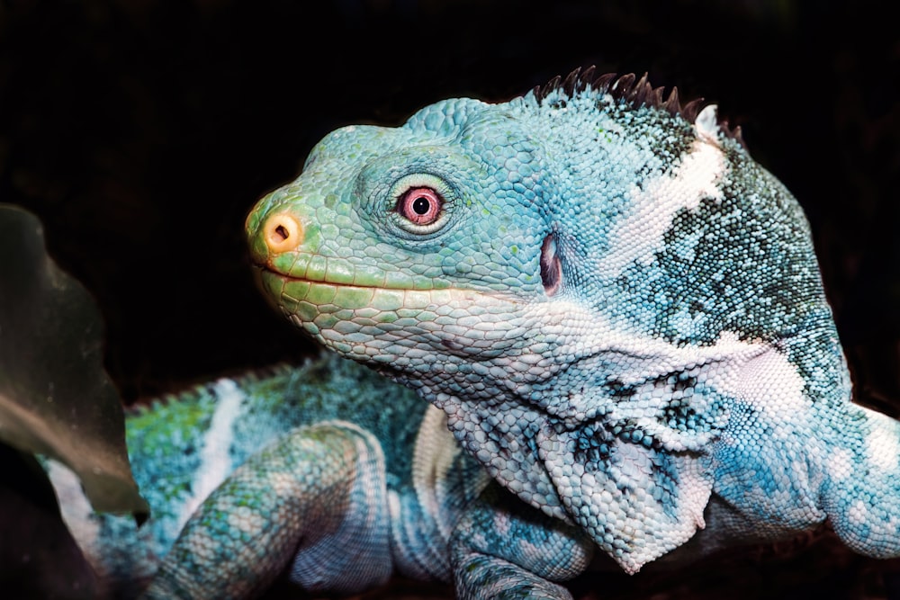 a close up of a lizard with a black background