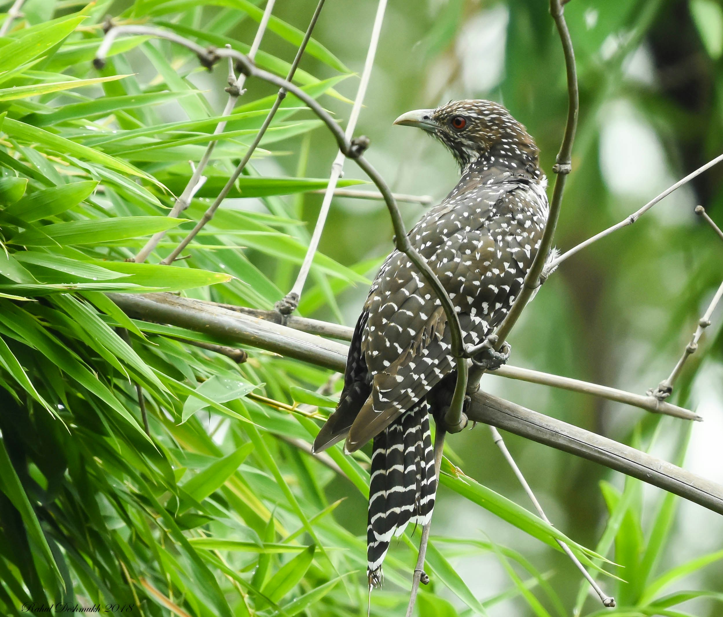 Photo by rahuldeshmukh18