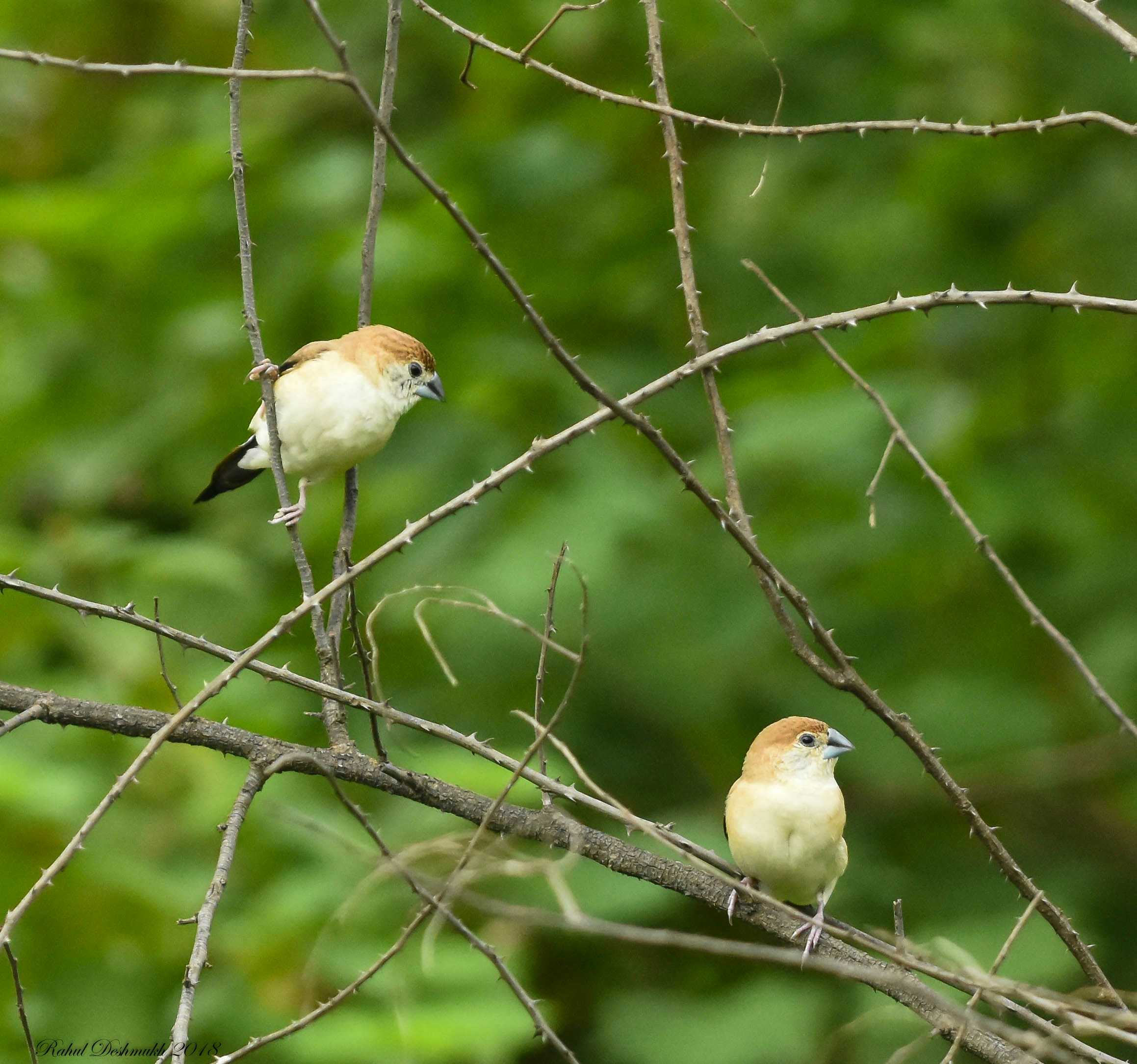 Photo by rahuldeshmukh18