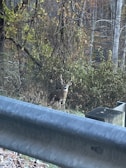 Thermal image showing a group of deer crossing a road, with AI alerts for hazard prevention.