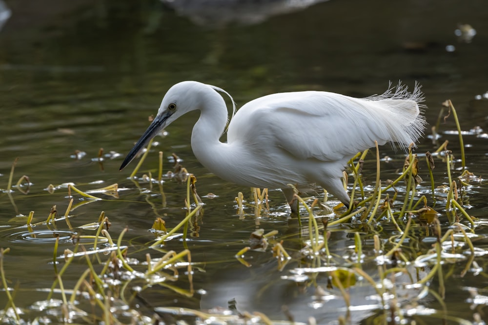 a white bird standing in a body of water
