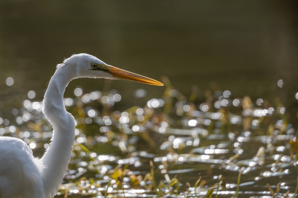 a large white bird standing in the water