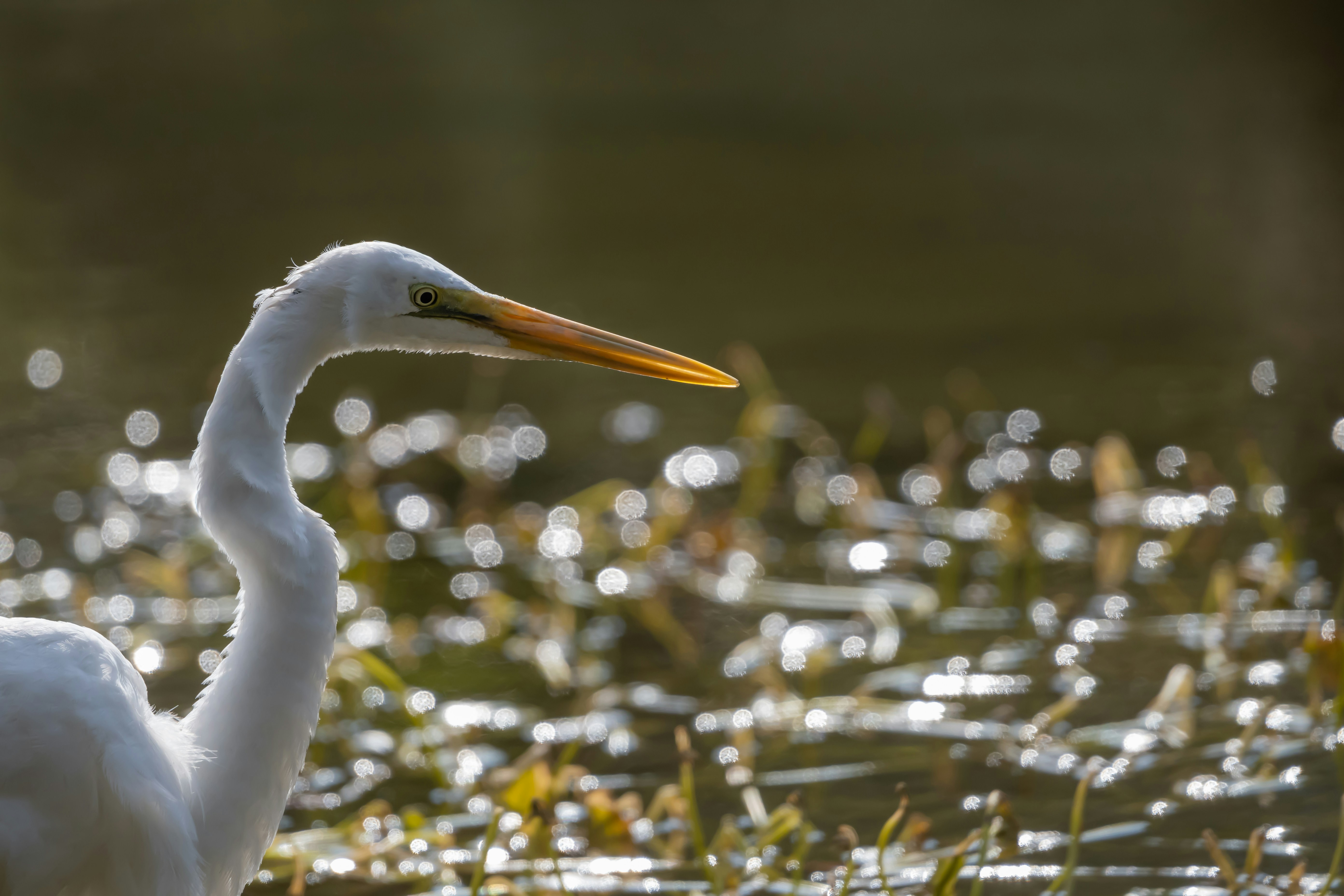 Great egret is standing against the background of sparkling water surface.