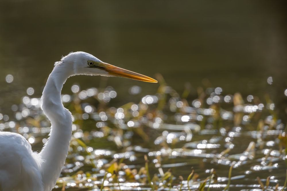 Un gran pájaro blanco parado en el agua