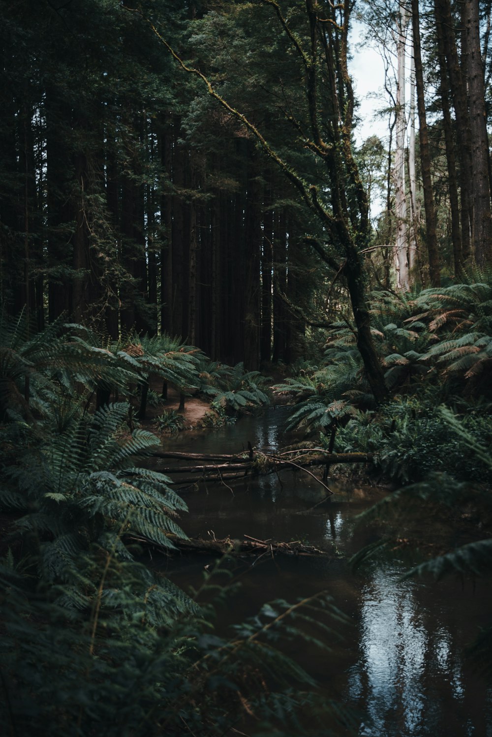 a stream running through a lush green forest