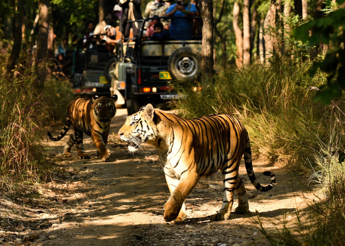 South India wildlife Tour-14 Nights