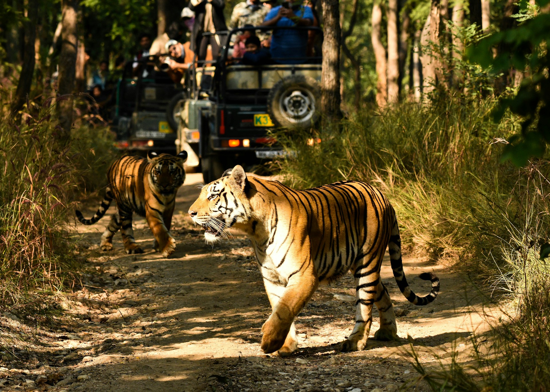 a couple of tigers walking down a dirt road