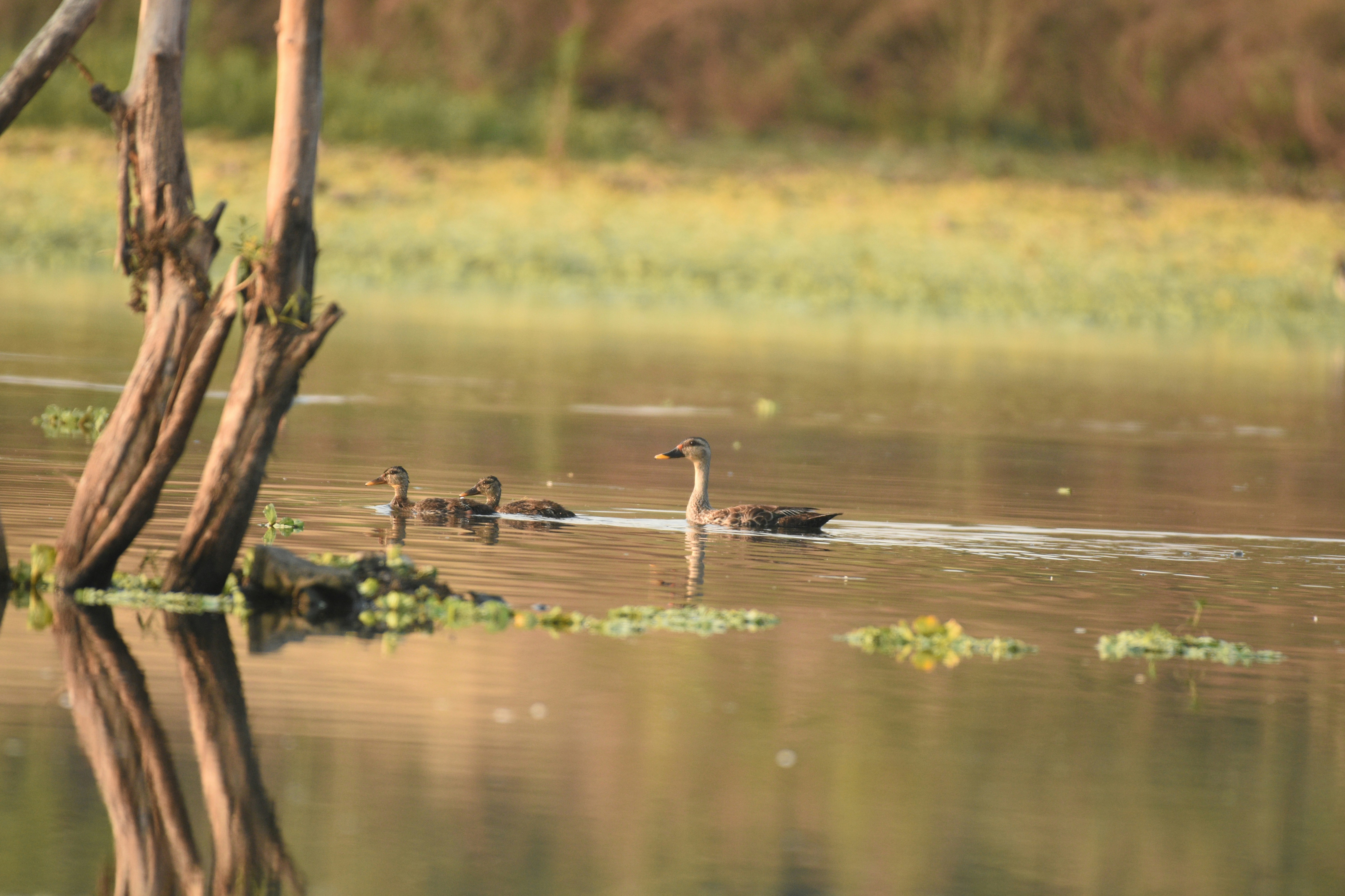 Photo by rahuldeshmukh18