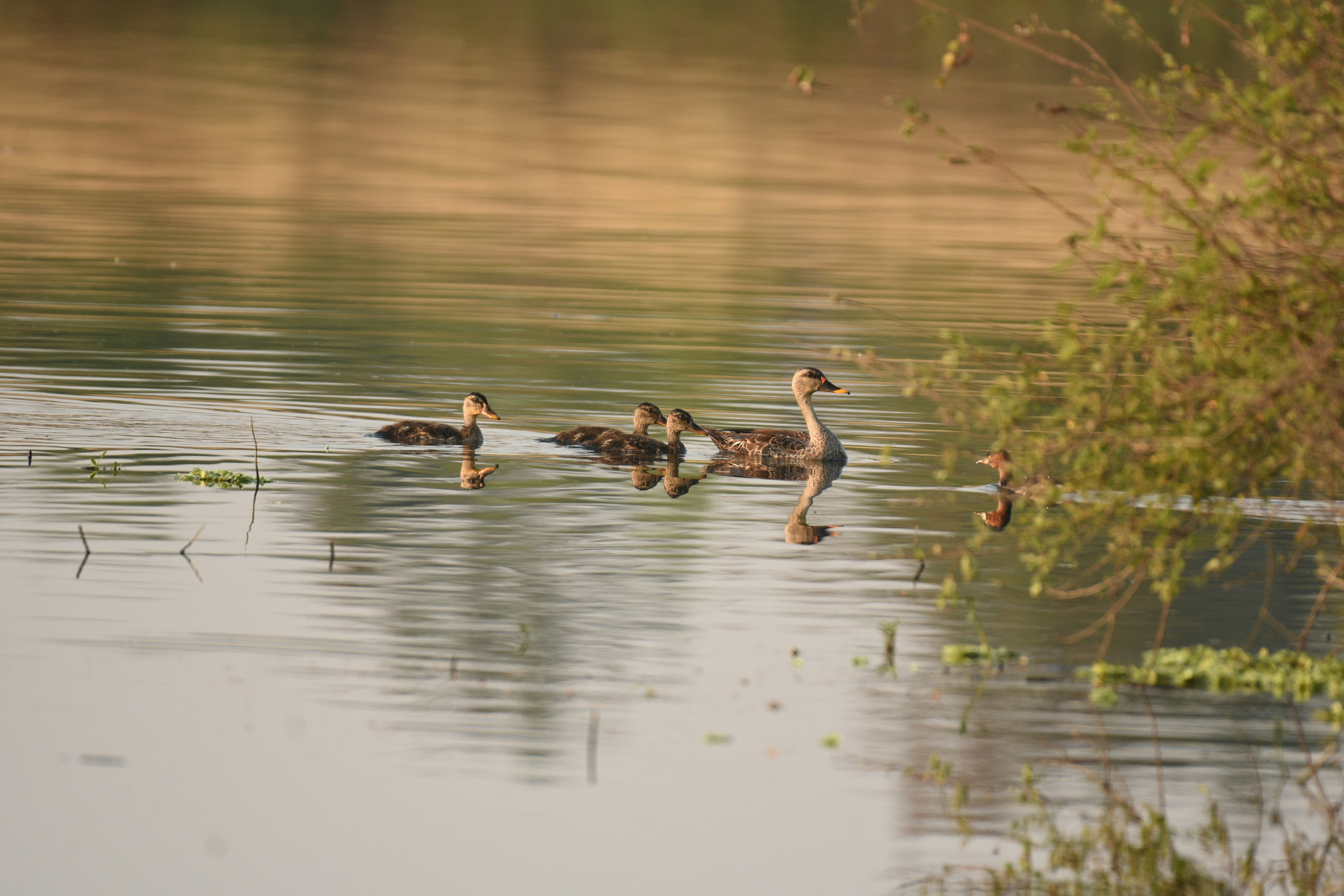 Photo by rahuldeshmukh18
