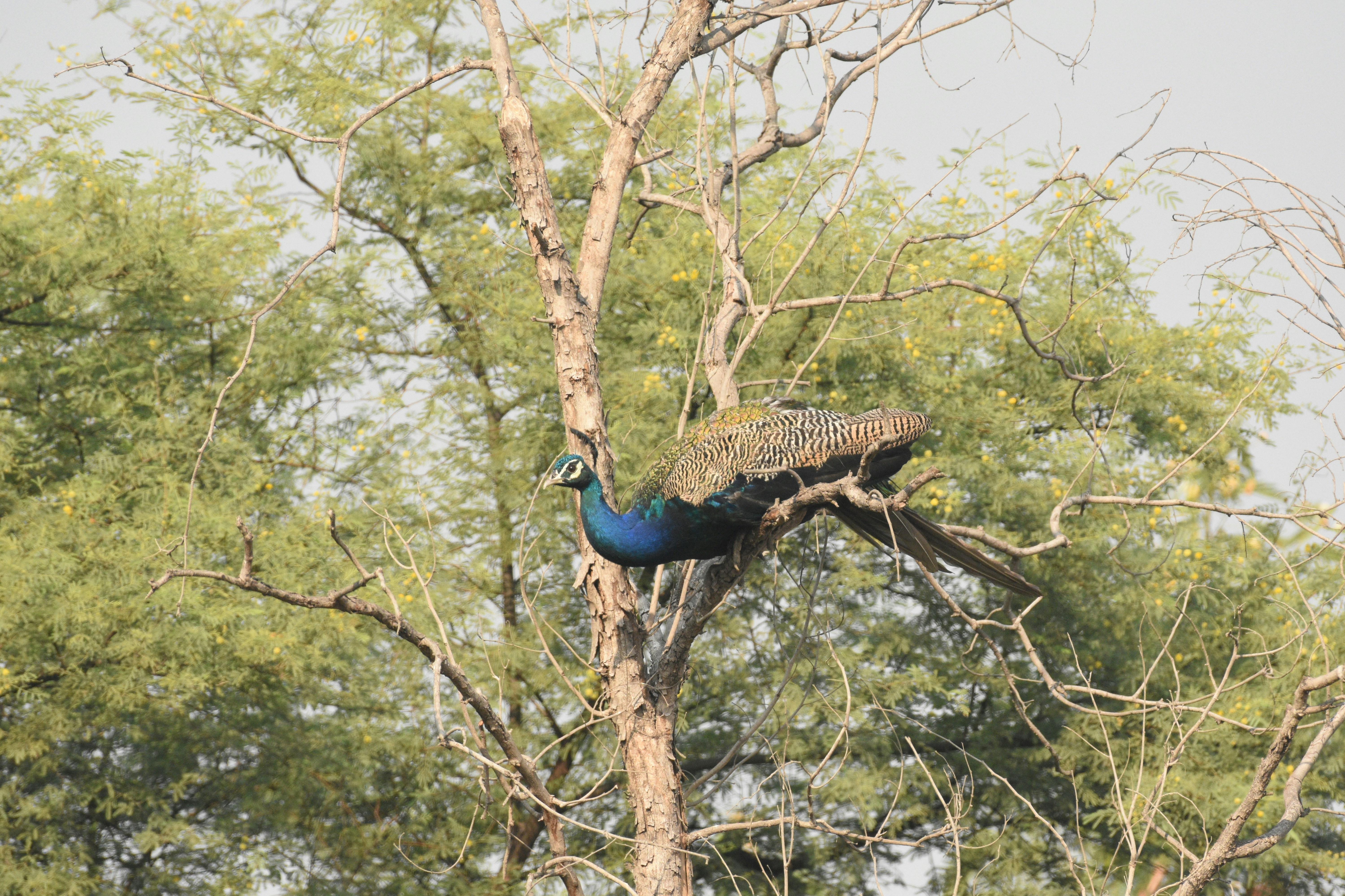 Photo by rahuldeshmukh18