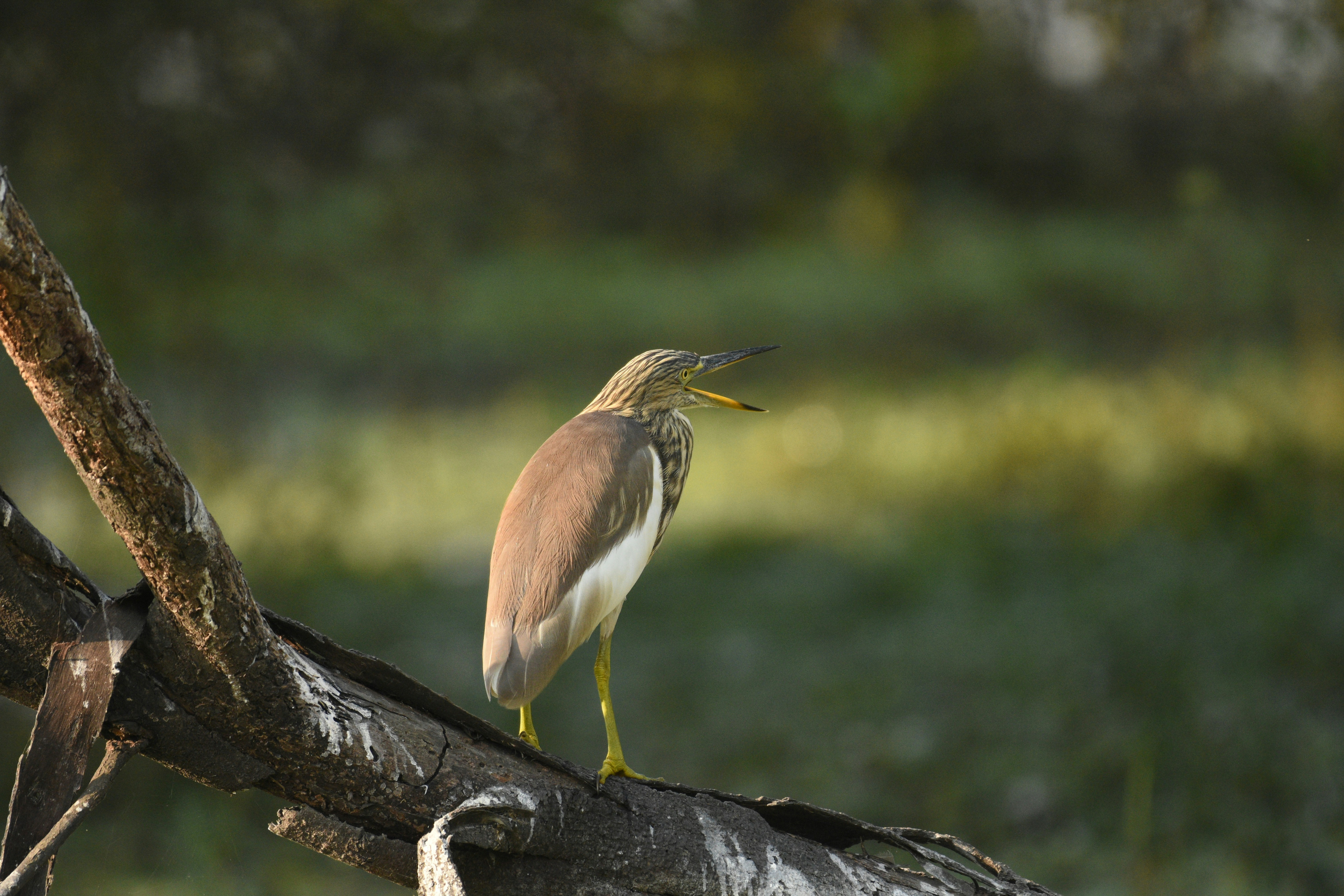 Photo by rahuldeshmukh18