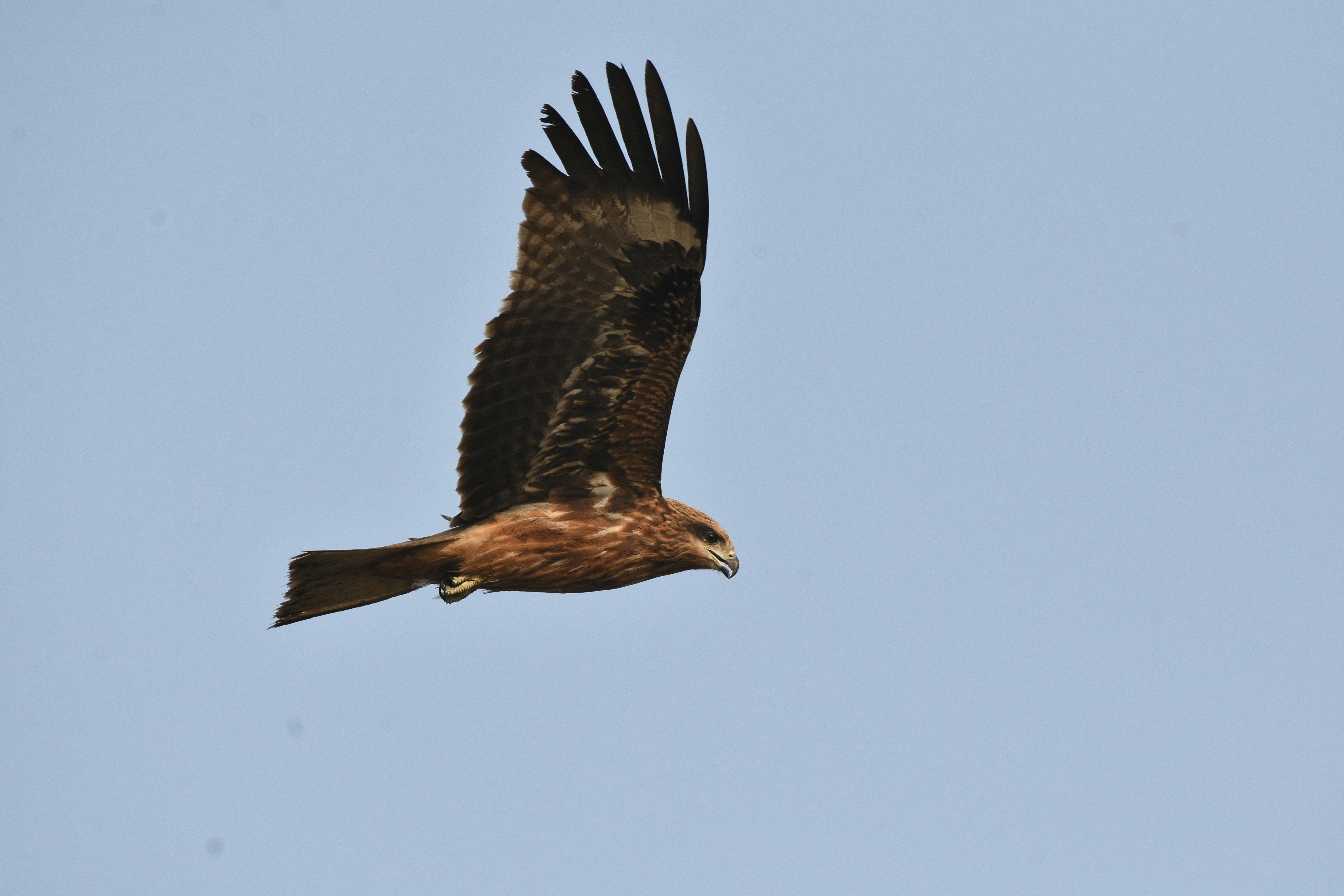 Photo by rahuldeshmukh18