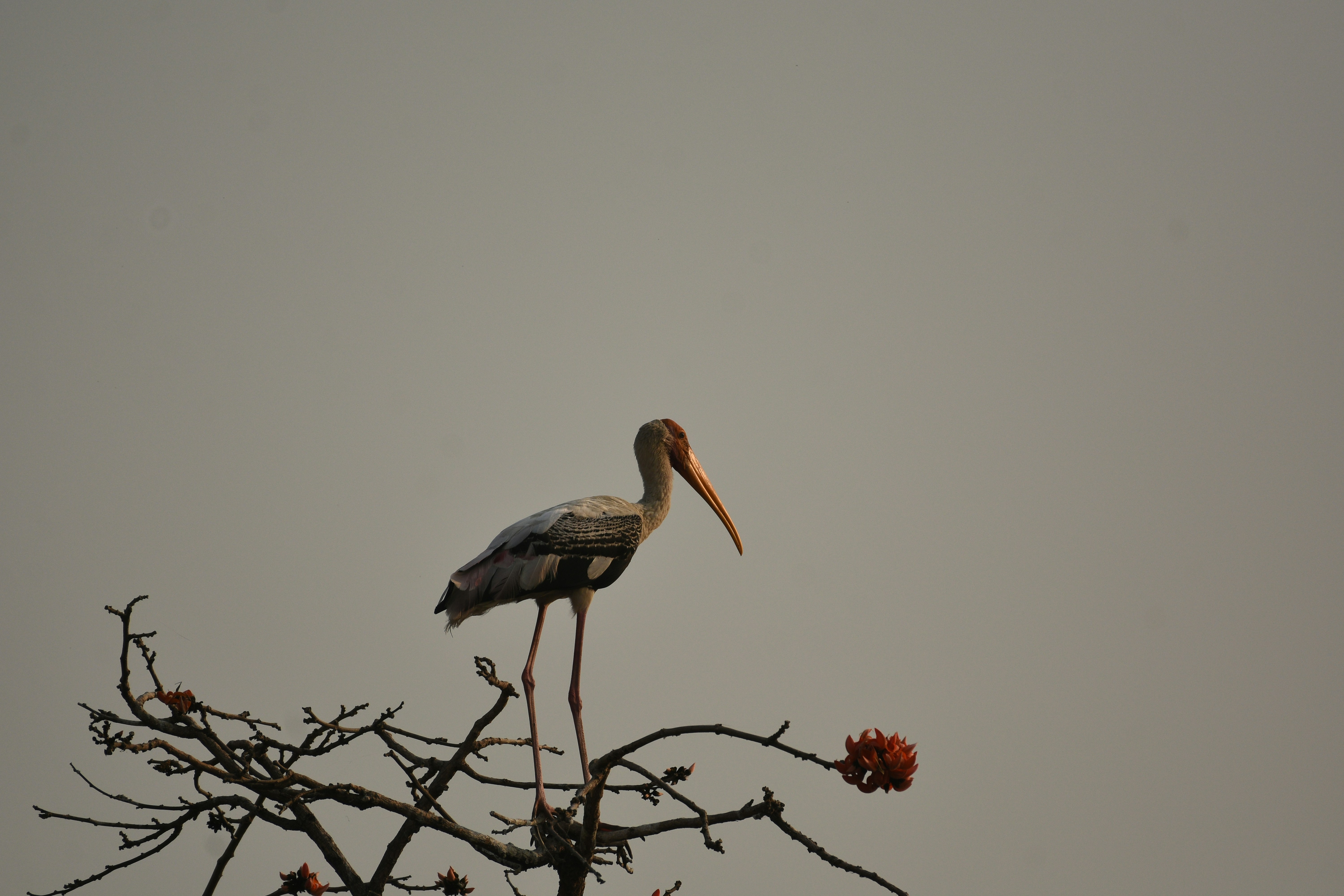 Photo by rahuldeshmukh18
