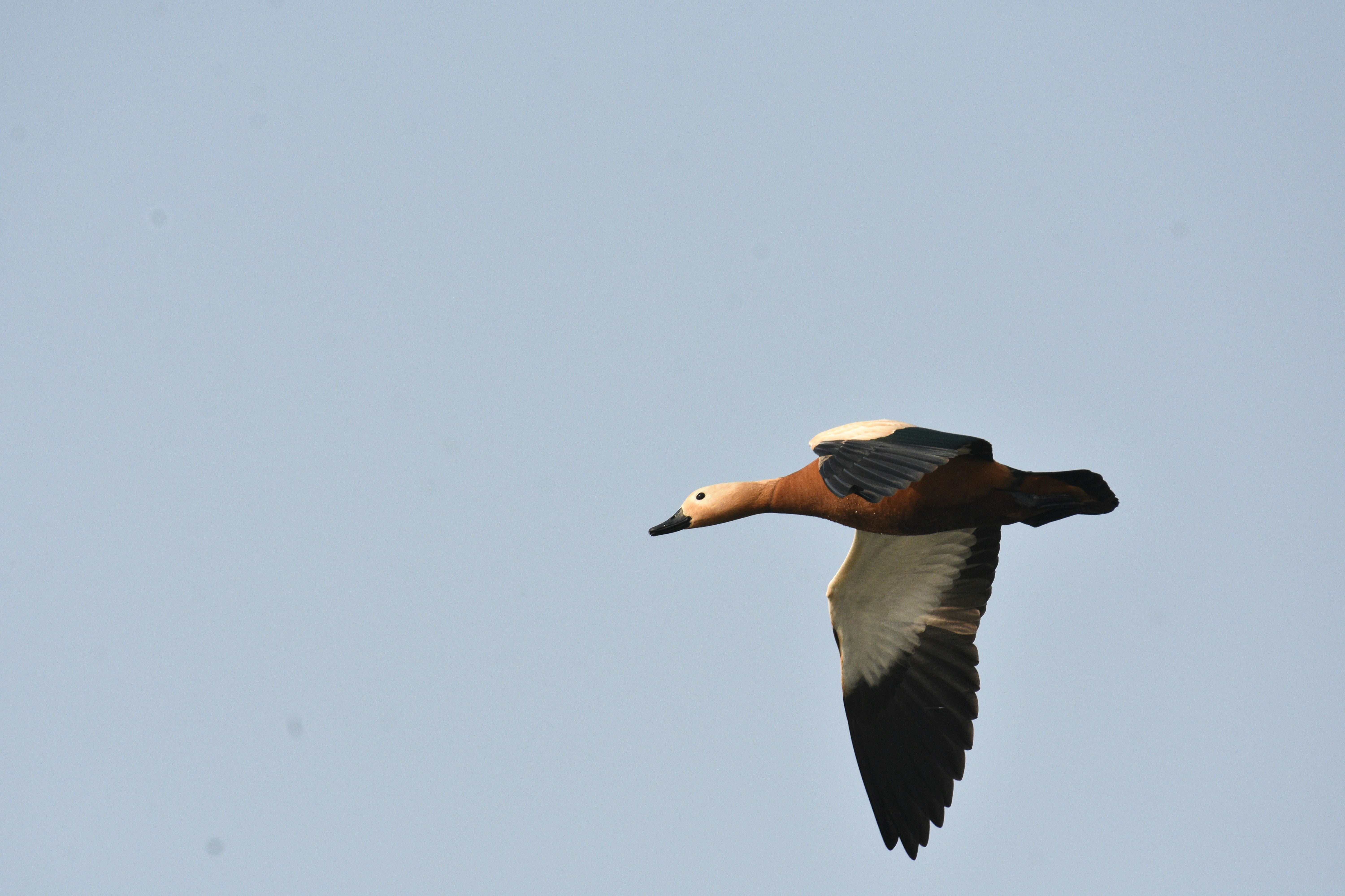 Photo by rahuldeshmukh18