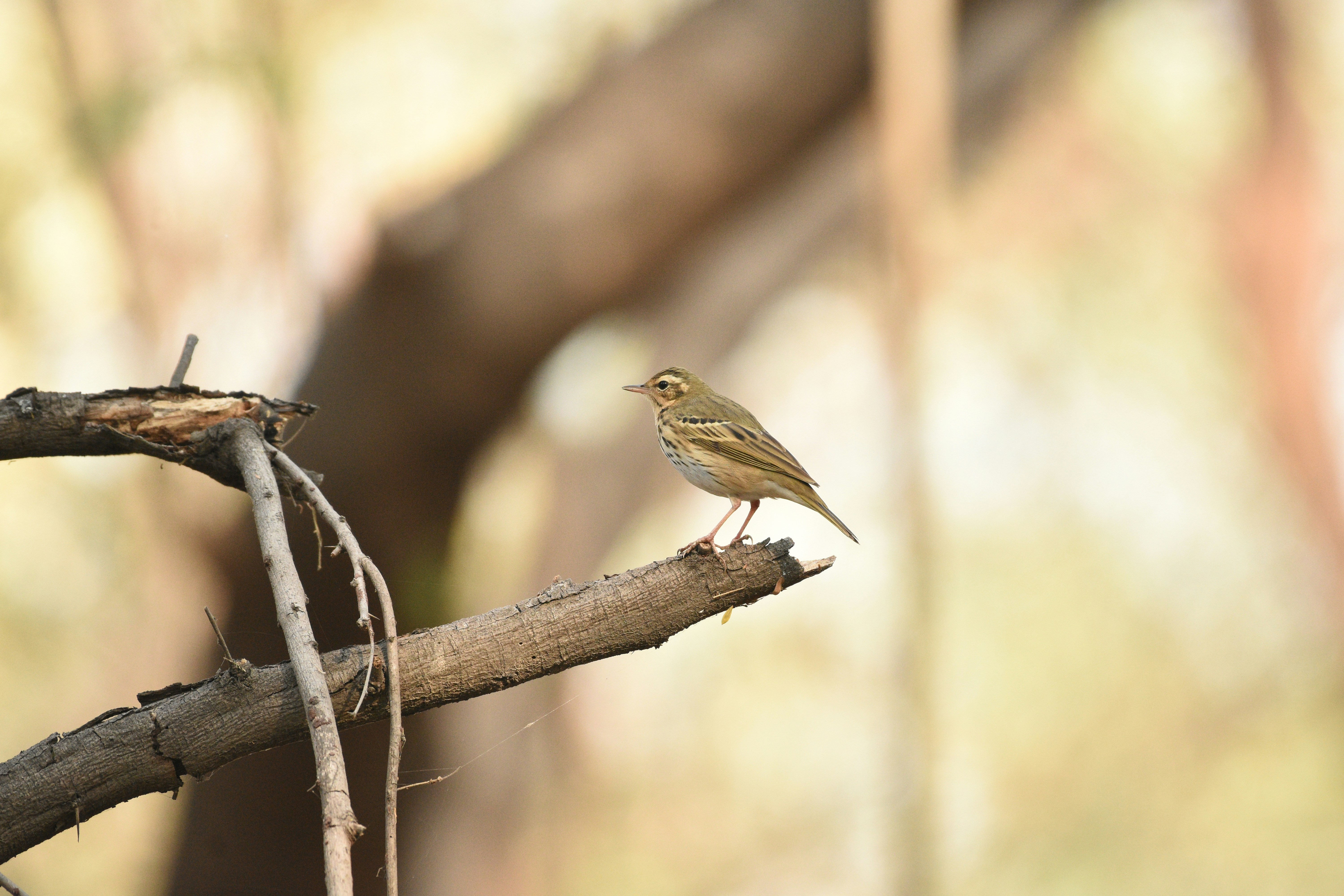 Photo by rahuldeshmukh18