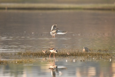 A vibrant scene of various birds in flight over a serene wetland.