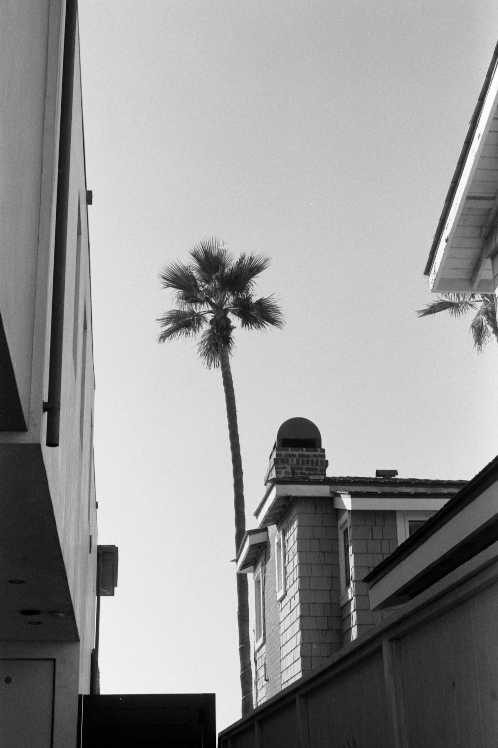 a black and white photo of a palm tree