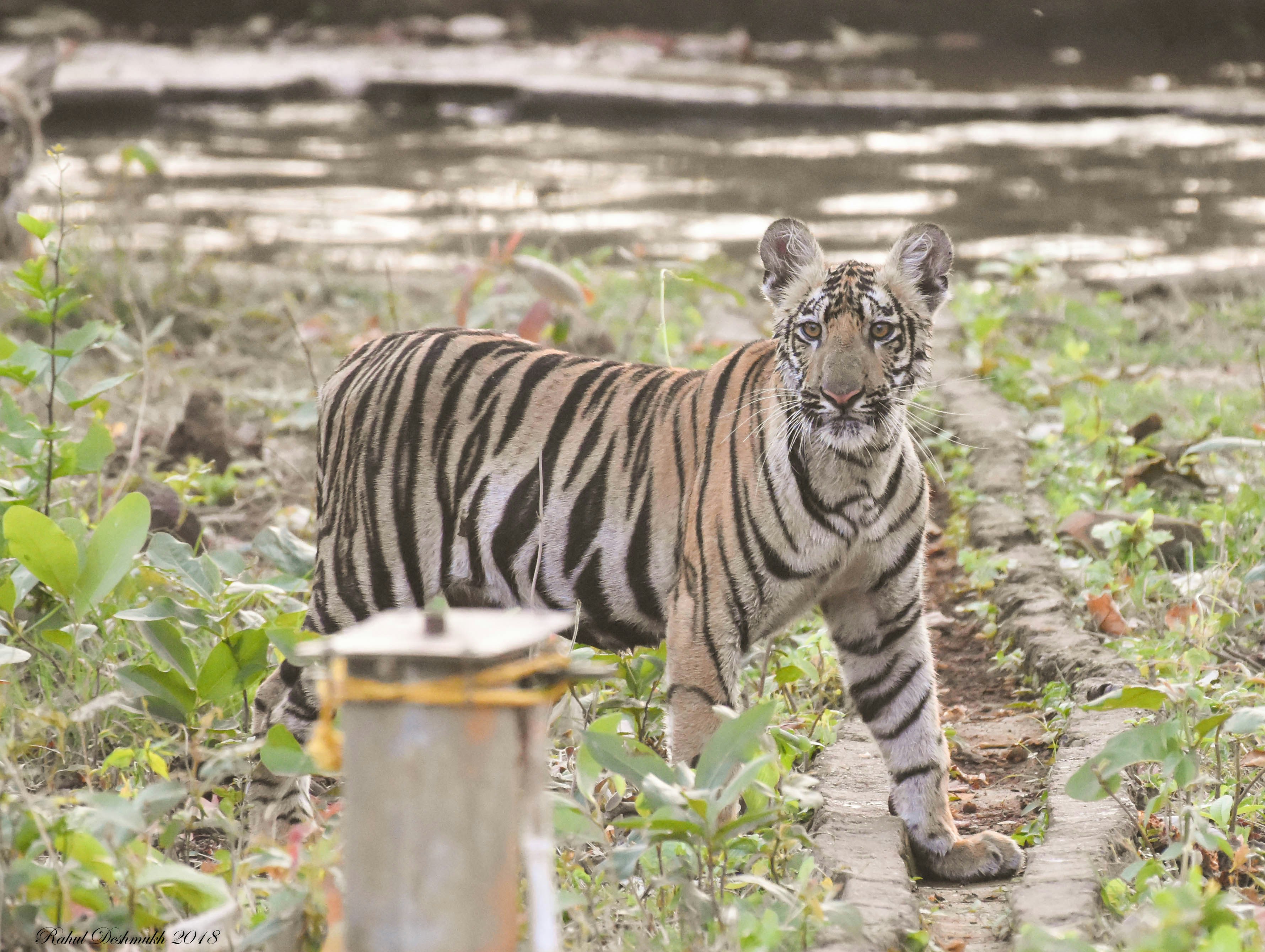 Photo by rahuldeshmukh18