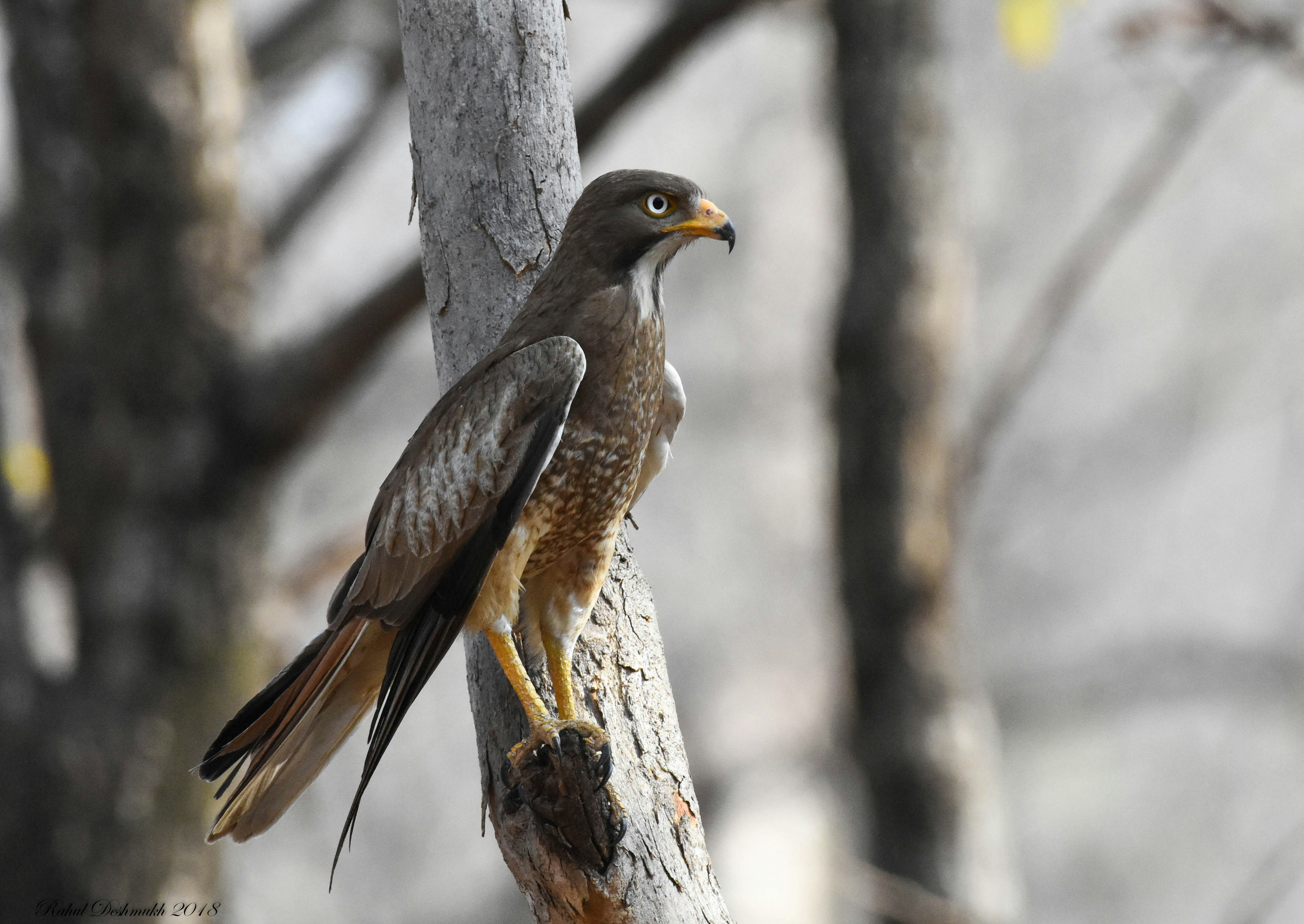 Photo by rahuldeshmukh18