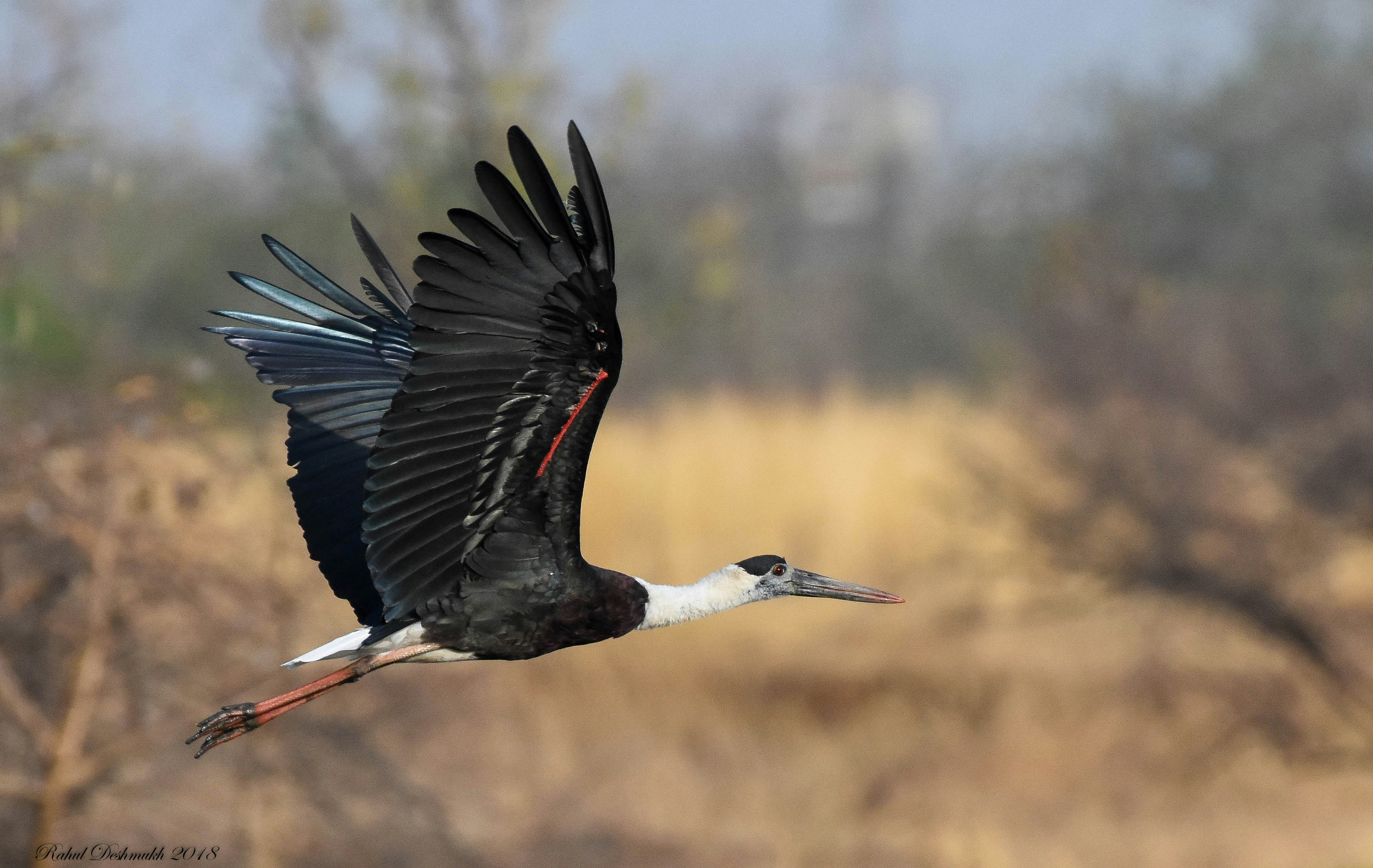 Hire Local Guide Shoebill Stork Tracking Complete Guide 2026