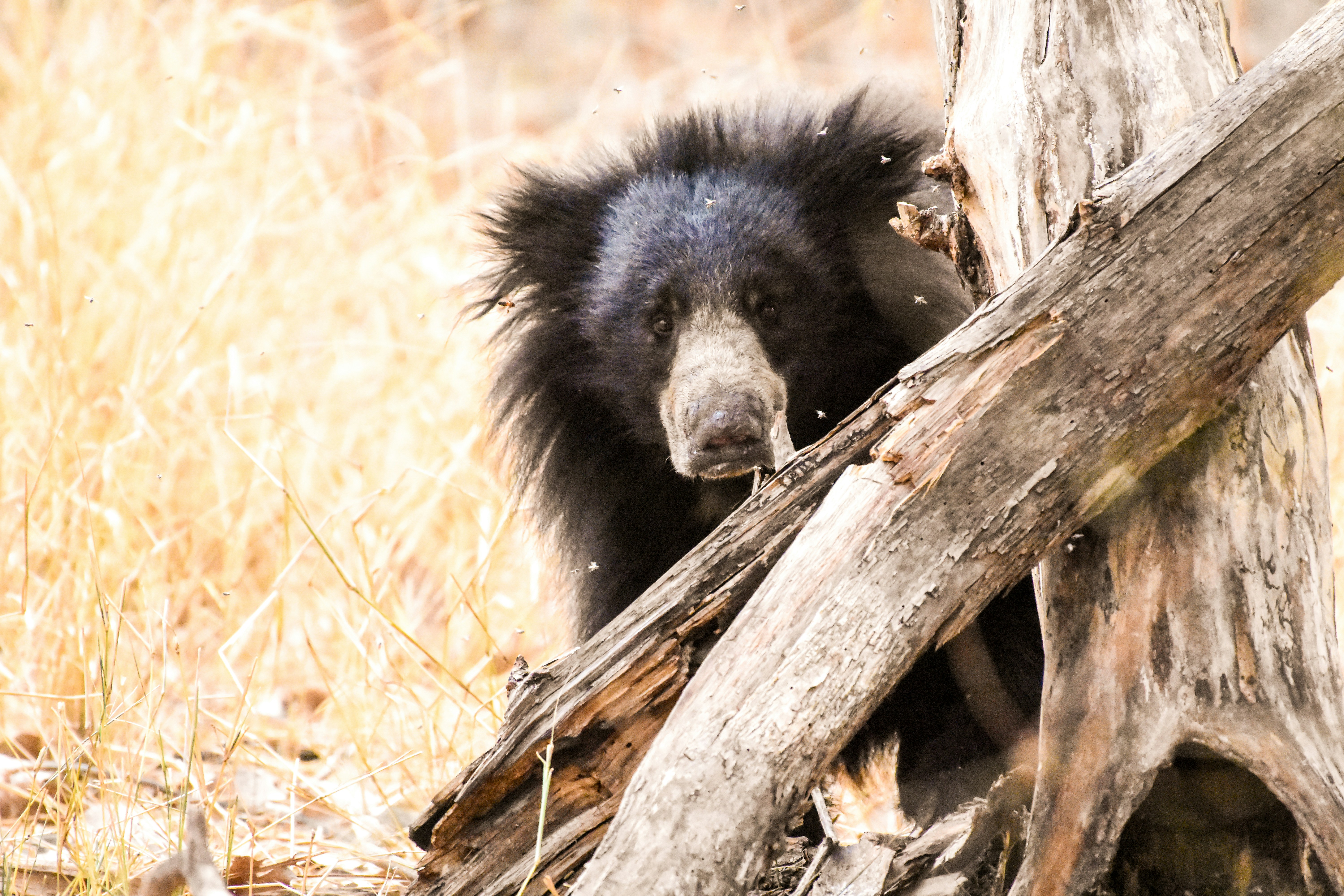 Photo by rahuldeshmukh18